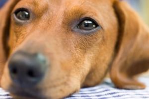 Avoir un chien serait émotionnellement aussi fort qu'avoir un enfant Chien