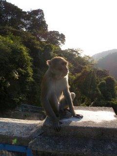Kam Shan Country Park et les singes