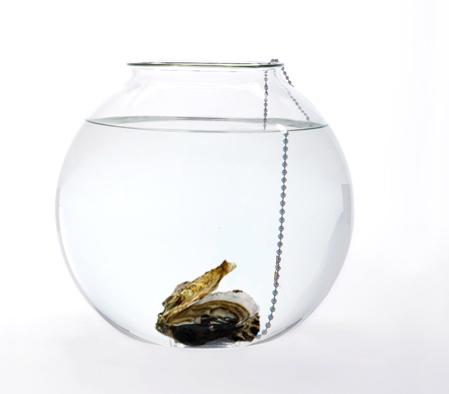 web-fishbowl-dont-piss-me-off-copy