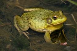 Chassées pour leurs cuisses, certaines grenouilles pourraient bientôt disparaître grenouille