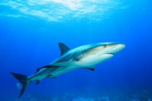 Un homme accusé d'avoir volé un requin en le cachant sous sa veste Poisson