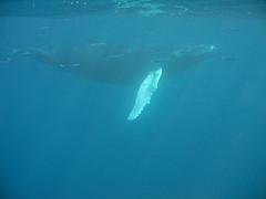 Petit poisson deviendra grand