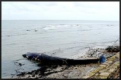 Petit poisson deviendra grand