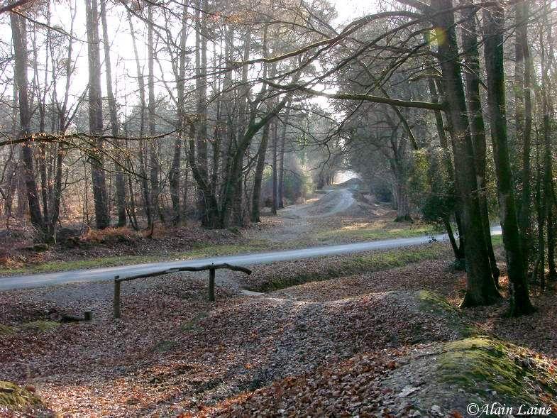 Forêt de Liffré - Bretagne (2/2) For_t_Liffr__8Janv09_7