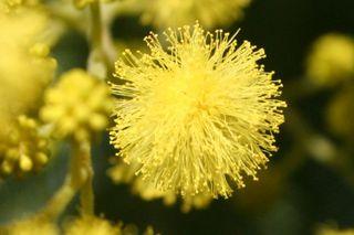 Le mimosa est en fleurs Mimosa boule