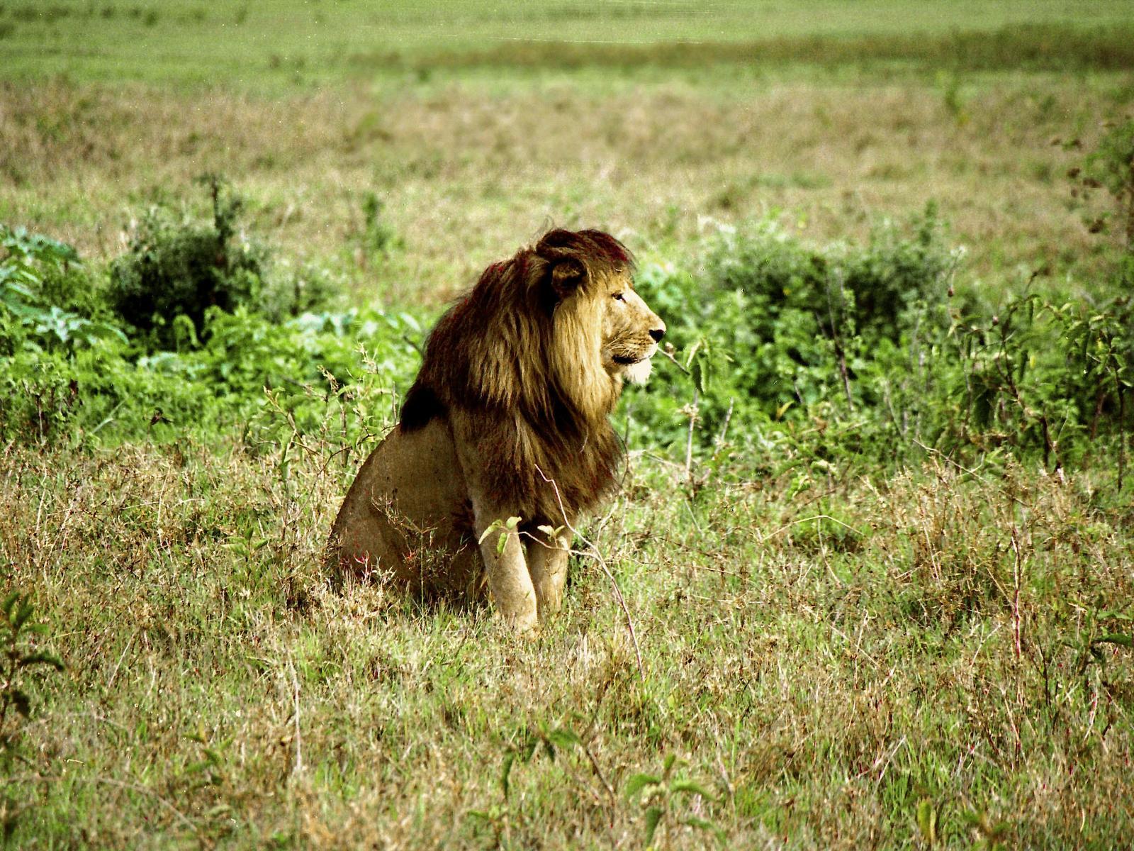 Safari Tanzanie (2)