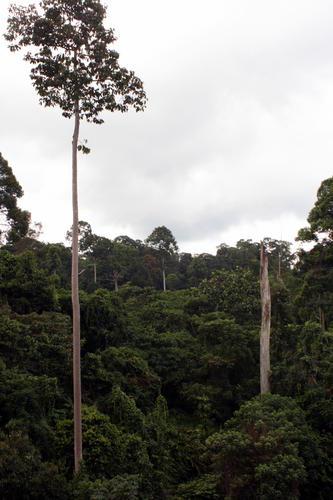 Jungle : îles de Bornéo