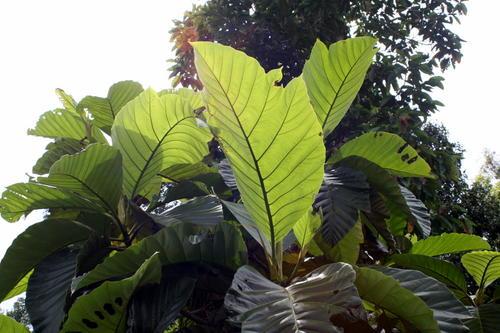 Jungle : îles de Bornéo