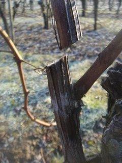 Visite au domaine Valentin Zusslin (Orschwihr)