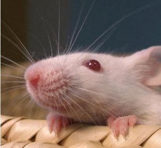 Premier essai des cellules souches sur l'homme