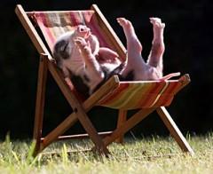 Délire cochon 00067.jpg