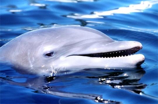 A vos agendas dauphin-science-biologie-292741.1232703534.jpg