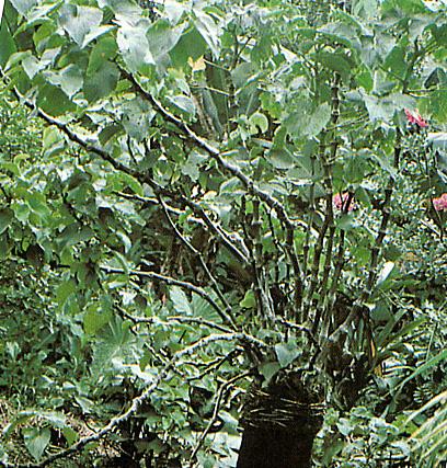 kava-arbuste-famille-du-poivre.1232706568.jpg