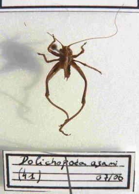 Dolichopa azami ou Tachycines asynamorus (sauterelle des serres) (famille Rhaphidiophoridae)