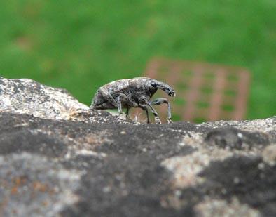 Notaris bimaculatus