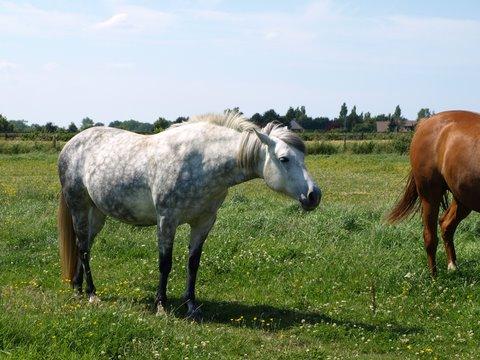 Cheval blanc