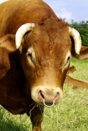 Un torero de 11 ans tue six taureaux lors d'une corrida Taureau