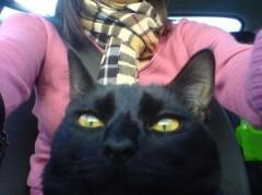 Psychocat doll Calisto en voiture.JPG