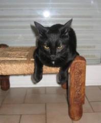 Psychocat doll Calisto sceptique.JPG