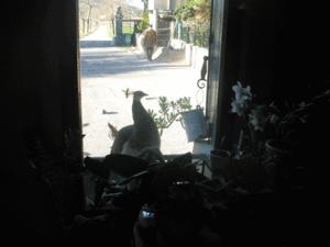 Banquales !.. Banquales !..