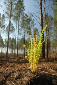 forêt