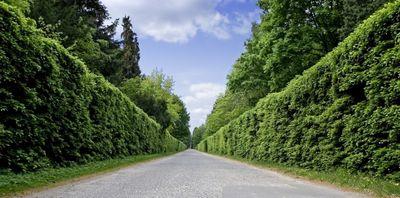 Des arbres qui absorbent le bruit Haie_perspective