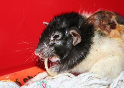 Rats: les bébés de Chillito Rate malade de 22 mois s'accrochant à la vie