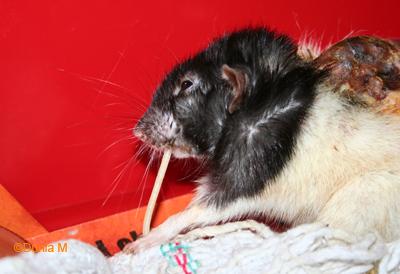 Rats: les bébés de Chillito Rate malade de 22 mois s'accrochant à la vie