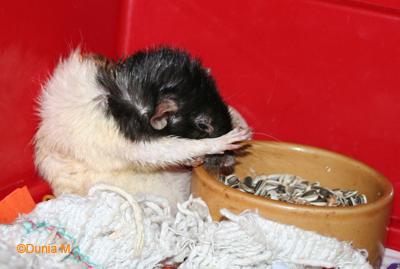 Rats: les bébés de Chillito Rate malade de 22 mois s'accrochant à la vie