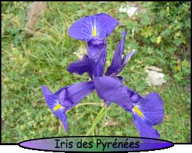 L'iris des Pyrénées