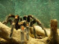 Je pense, donc je sue. De trouille, évidemment. (Jacques Sternberg)