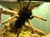 Je pense, donc je sue. De trouille, évidemment. (Jacques Sternberg)