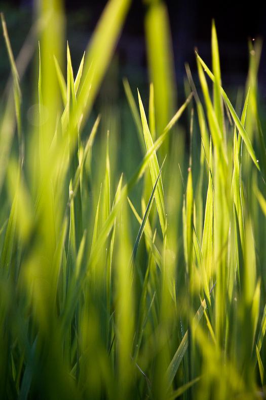 Young Rice plant in Bali Canon 40D - Sigma 18-200 DC OS - 200mm - f/6.3 - 1/400s - 400iso