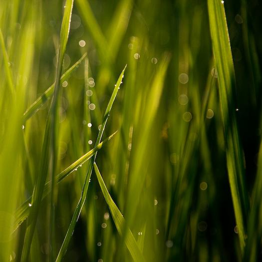 Young Rice plant in Bali Canon 40D - Sigma 18-200 DC OS - 200mm - f/6.3 - 1/400s - 400 iso