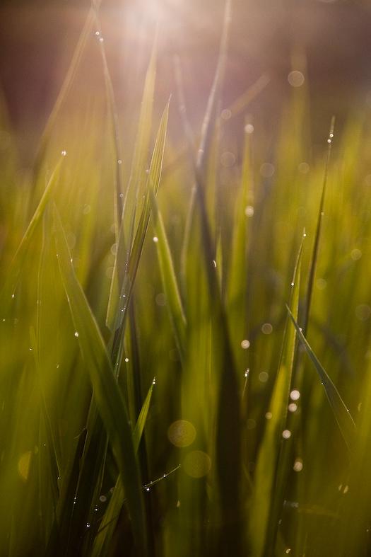 Young Rice plant in Bali Canon 40D - Sigma 18-200 DC OS - 200mm - f/6.3 - 1/400s - 400 iso