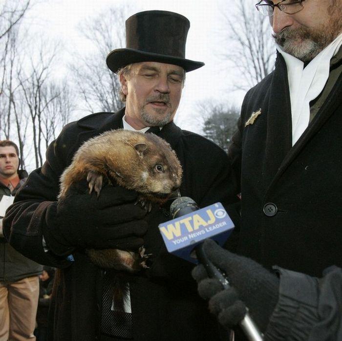 Le jour de la marmotte aux États-Unis