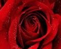Les roses et leur signification Rose rouge