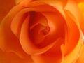 Les roses et leur signification Rose_orange