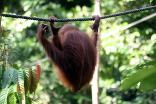 L'homme de la Jungle, Bornéo, Sandakan