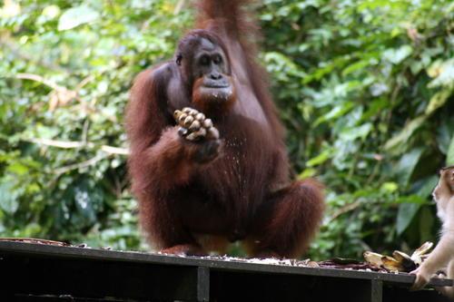 L'homme de la Jungle, Bornéo, Sandakan