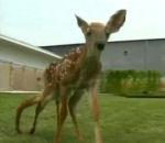 Faon à 6 pattes vidéo faon 6 pattes