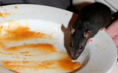 Les bébés d’Isis Rat de 1 mois