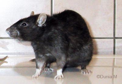 Les bébés d’Isis Rat de 24 mois 2 ans