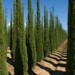 cypres cyprès