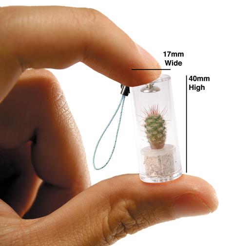 Un mini cactus pour portable