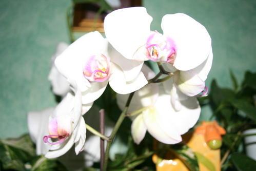 Vous aimez les orchidées ? Ma femme les adores !