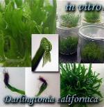 Darlingtonia Californica - In vitro