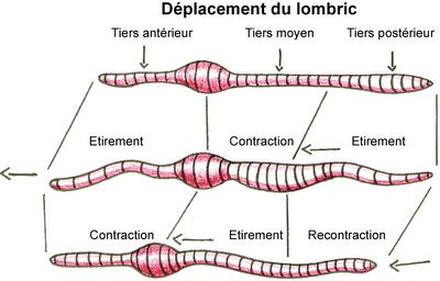 Des épluchures, déchet ou cuisine