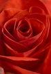 Rose-rouge_2