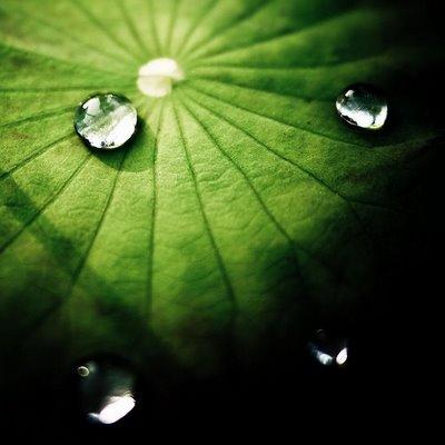 L'alligator sur l'estuaire.